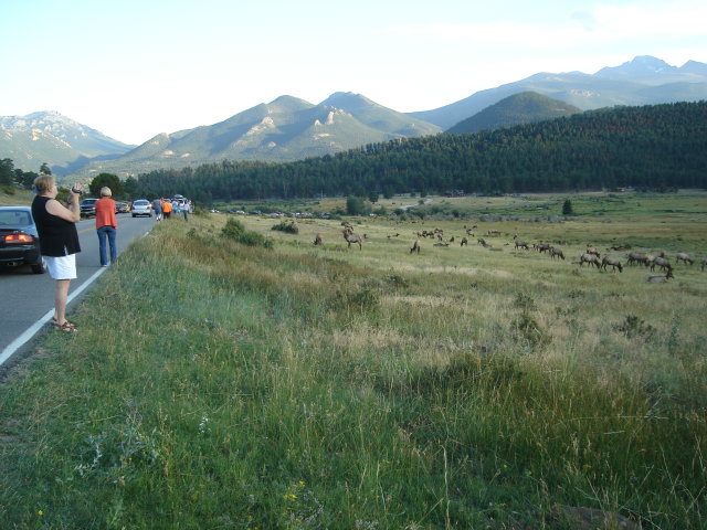 Elk in valley, Rocky Mountain National Park, Colorado, 2008