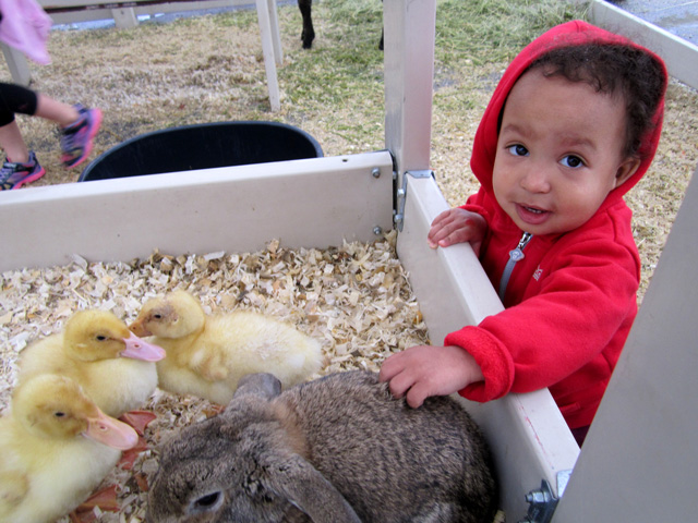 Irene with ducks and rabbit, Fort Collins, Colorado, 2015