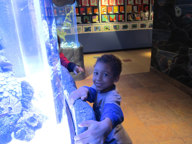 Joachim looking in an aquarium at the butterfly museum, Westminster, Colorado, 2011