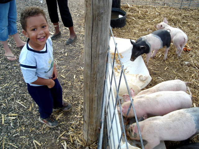 Joachim with pigs, Fort Collins, Colorado, 2008