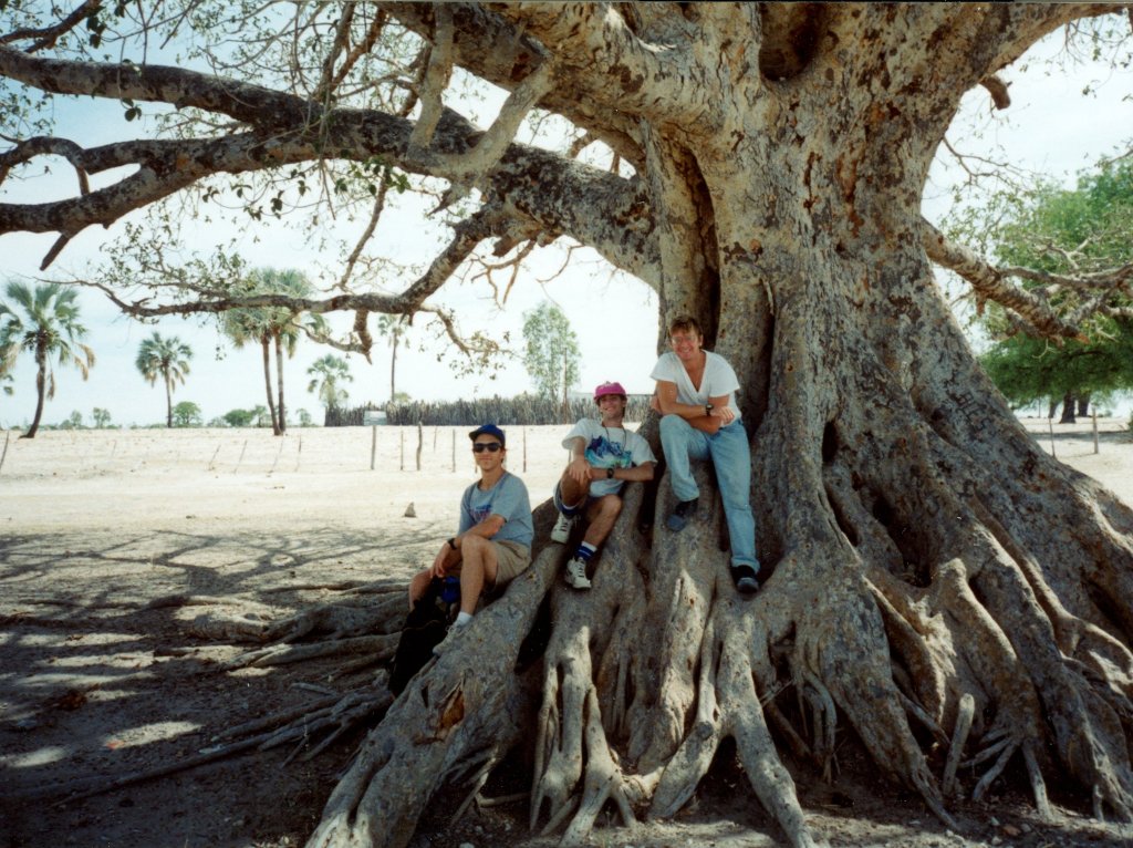 sycamore fig tree, Ondangwa, Namibia, 1995