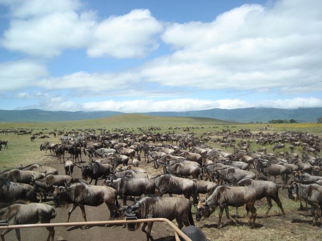 wildebeest herd, Ngorongoro, Tanzania, 2008