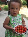 Irene with cherry tomatoes, Fort Collins, Colorado, 2015